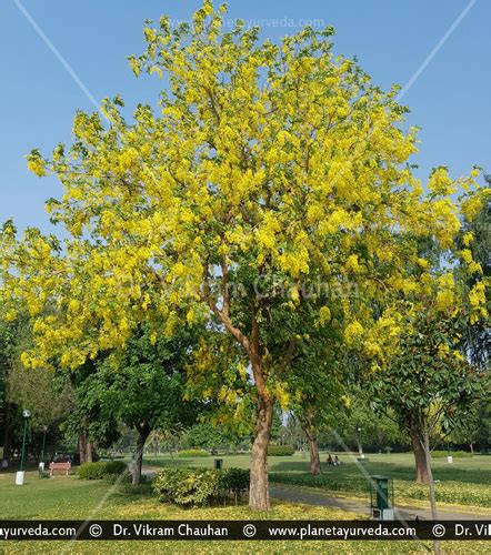 Amaltas (Cassia fistula) - Uses, Health Benefits, Dosage, Medicinal Properties