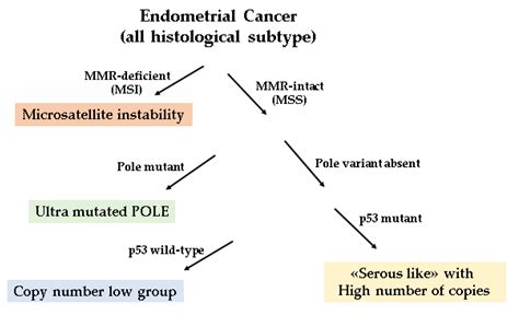 Cancers | Free Full-Text | New Insights into Endometrial Cancer