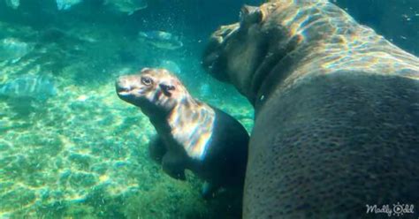 Baby hippo can’t leave his big sister’s side while swimming – Madly Odd!