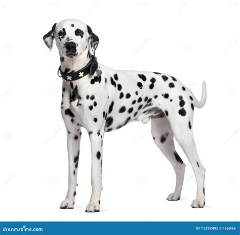 Dalmatian Standing In Front Of White Background Stock Photo - Image of ...