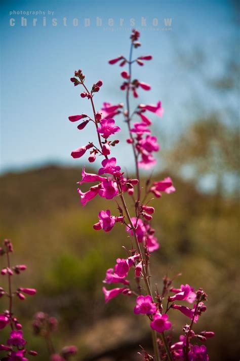 Sonoran desert flower | Arizona wildflowers, Desert flowers, Flowers