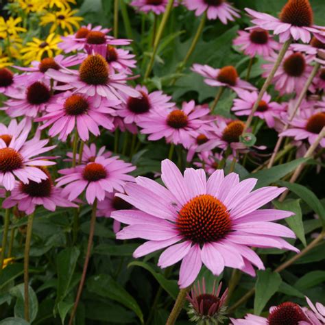 Purple Coneflower Echinacea Purpurea Magnus Garden Flower With Drought ...