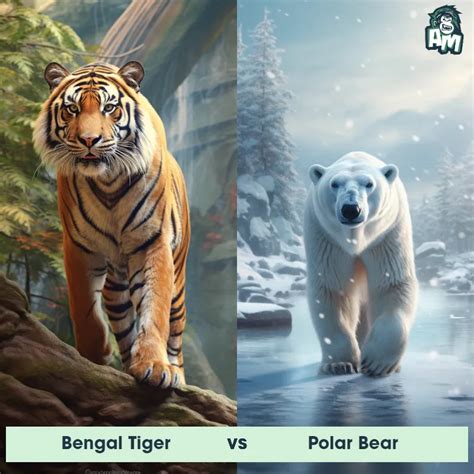 Bengal Tiger vs Polar Bear: See Who Wins | Animal Matchup