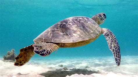 Snorkeling Anini Beach, Kauai | Snorkeling Anini Beach, Kaua… | Flickr