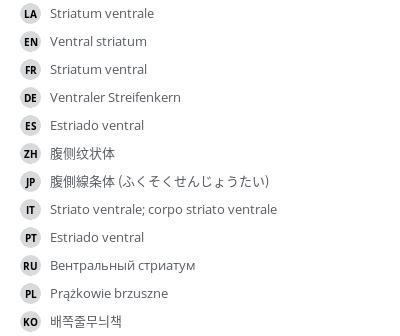 Ventral striatum - e-Anatomy - IMAIOS