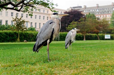 You might think a book about the birds that lived in London 75 years ago would make for gloomy ...