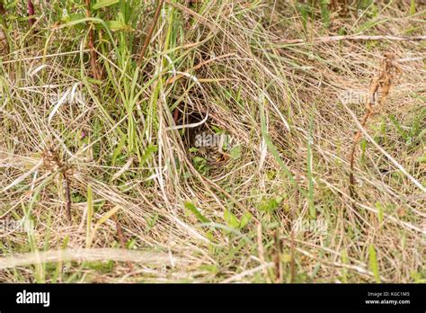 Meadow pipit in its nest Stock Photo - Alamy