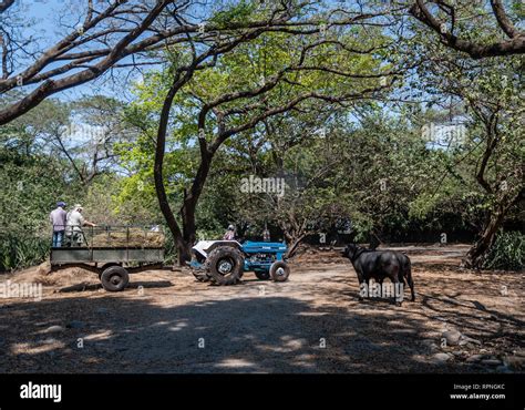 farmers working and feeding water buffalo Stock Photo - Alamy