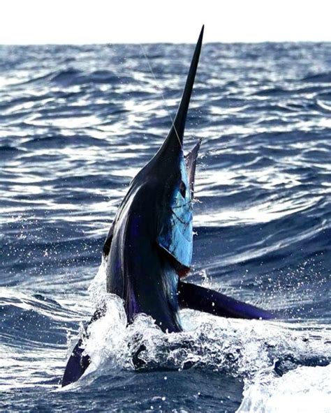 Join the Conservation Efforts to Save the Western Atlantic Blue Marlin ...