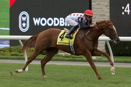 Old Chestnut - Horse Profile - BloodHorse