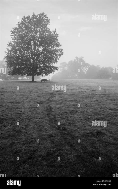 A misty morning in a public park with footprints on the damp grass Stock Photo - Alamy