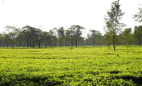 Assam Tea Gardens - | TheTravelShots