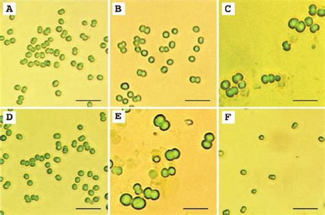 Effects of NaCl on the size of Synechocystis sp. PCC 6803 cells ...