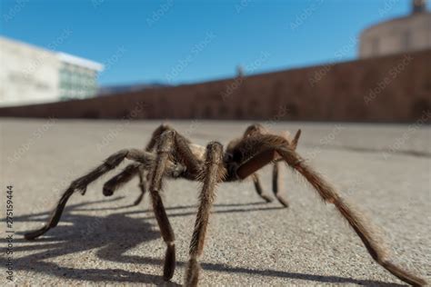 Tarantula in natural habitat, Theraphosidae at hoover dam nevada Stock ...