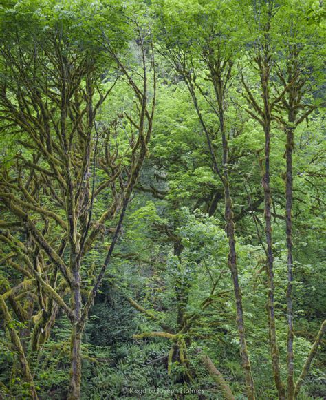 California rainforest, Humboldt County - Find Images - Gallery - Joseph Holmes