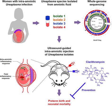 Modeling An Ascending Infection By Ureaplasma Parvum And, 56% OFF