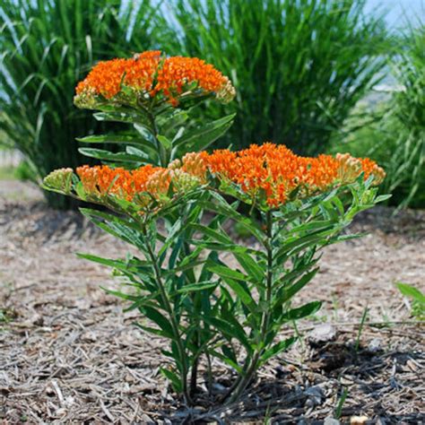 Orange Asclepias tuberosa. Native Butterfly Weed: 50 seeds. | Etsy