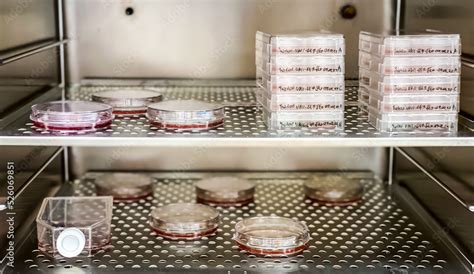 Cell culture incubator with multiple cell culture vessels, flasks ...