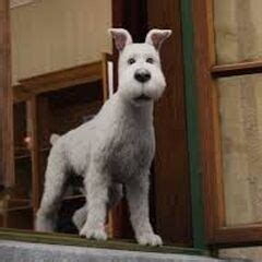 Snowy | Tintin Wiki | FANDOM powered by Wikia