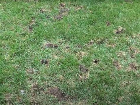 What Causes Small Round Holes In Lawn