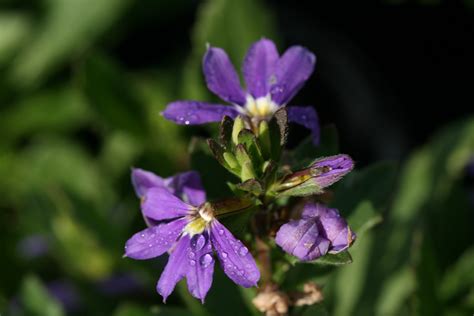 Scaevola aemula 'Mauve Clusters' - Andreasens Green