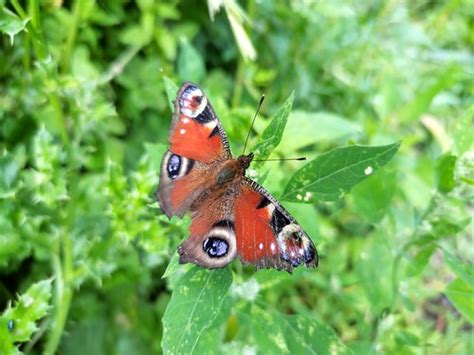 Nokia XR20 camera test Butterfly | IDG UK | Flickr