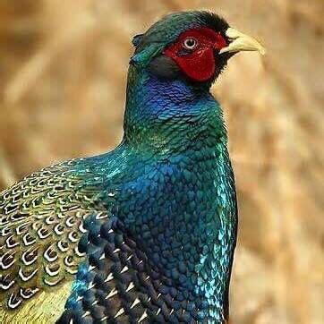 Beautiful Japanese Green Pheasant | National Bird of Japan