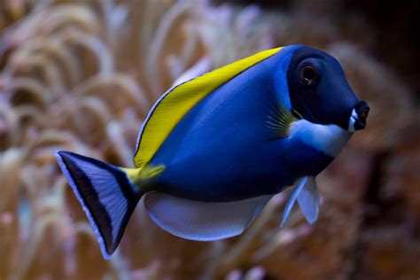 What Do Blue Tangs Eat? - American Oceans