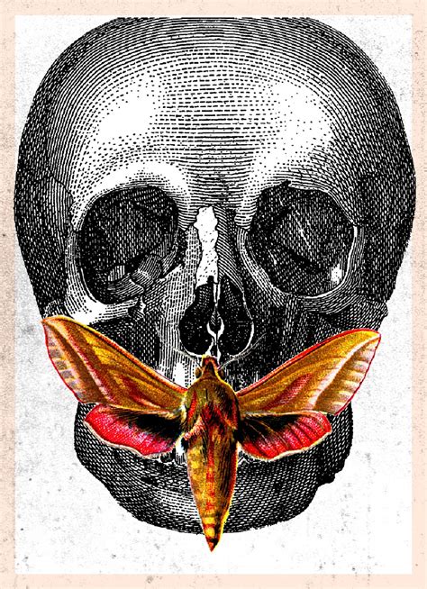 Moth Skull Free Stock Photo - Public Domain Pictures