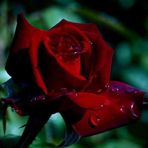 Deep Red Rose | Rose pictures, Rose, Flowers photography