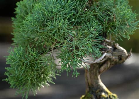 Care guide for the Juniper Bonsai tree (Juniperus) - Bonsai Empire