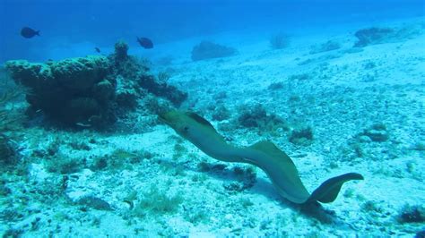 New Species Of Moray Eel Discovered In India - India's Endangered