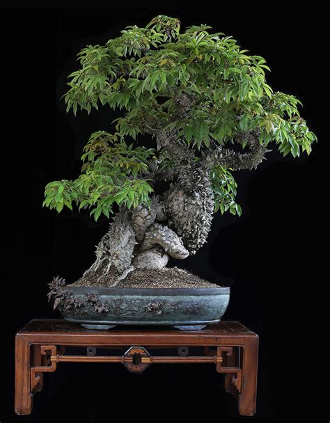 Great Dragon Tree Bonsai of the decade Learn more here | leafyzen