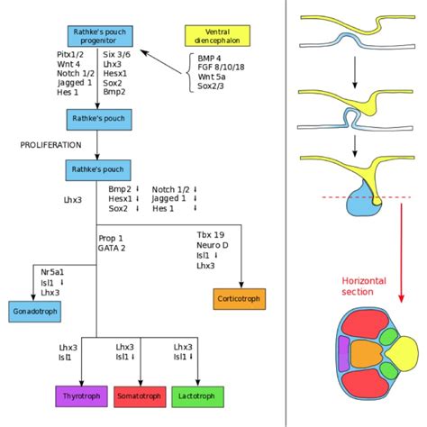 Anterior Vs Posterior Pituitary