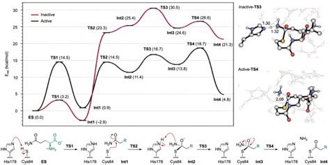 Energy profiles of Active (black) and Inactive (red) IGPS active site... | Download Scientific ...