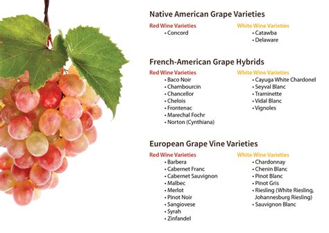 SaferGro’s Homegrown Wine Grapes Guide