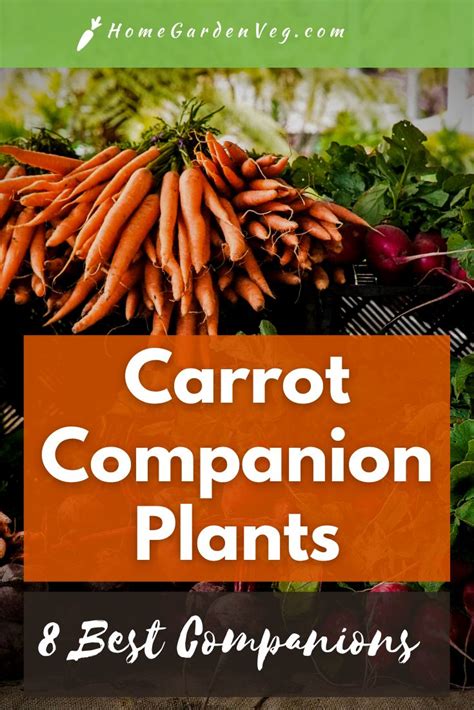 Carrot Companion Plants | Companion planting, Carrot companion plants, Companion planting vegetables