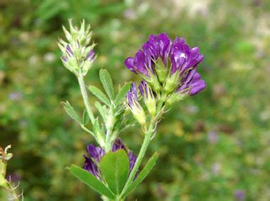 Alfalfa: Pictures, Flowers, Leaves & Identification | Medicago sativa