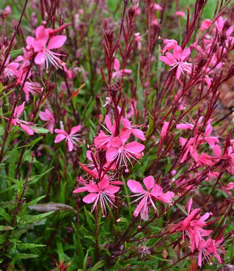 Dark Pink Flowers Name - Flower Names | Flowers | Pinterest | Gardens ...