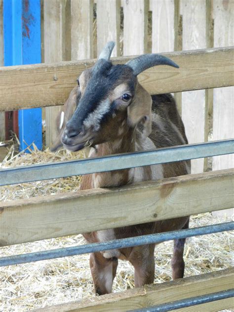 Free stock photo of baby goat, domestic goat, goat