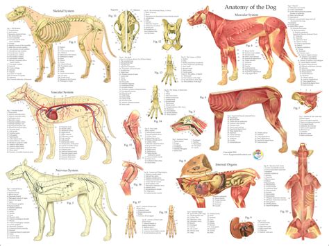 Dog Anatomy Poster