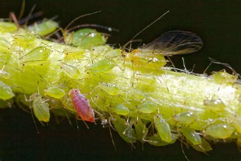 Plant Aphids as Animals: Life Cycle, Types, Control and Prevention ...