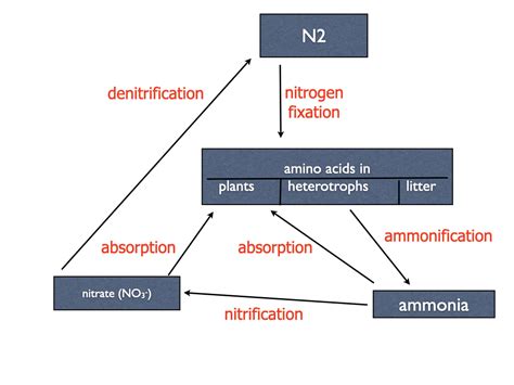 Nitrifying bacteria: chemoenergetic autotrophs and heterotrophs – Inanimate Life