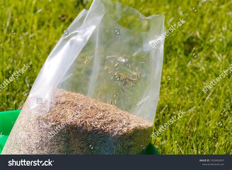 10,643 Grass Seed Germination Images, Stock Photos & Vectors | Shutterstock