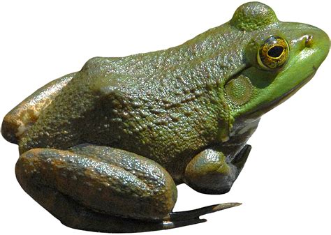 HQ Frog PNG Transparent Frog.PNG Images. | PlusPNG