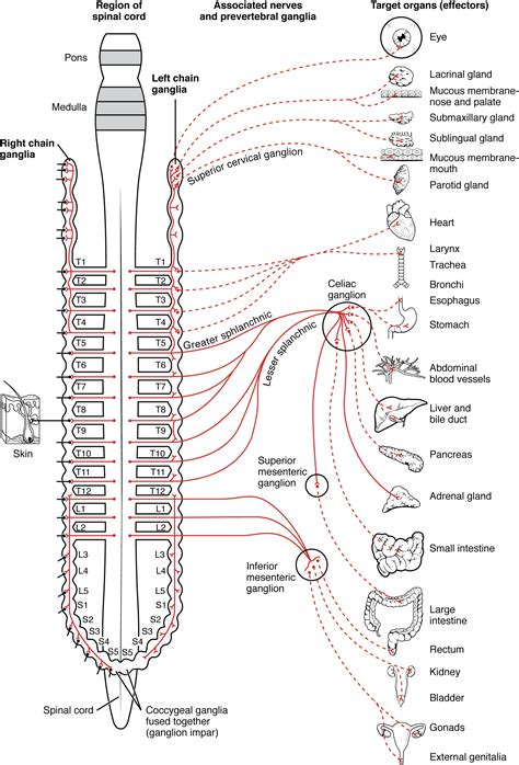 Preganglionic Fibers Run From the to the