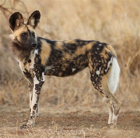 African Wild Dog Pups Wallpaper