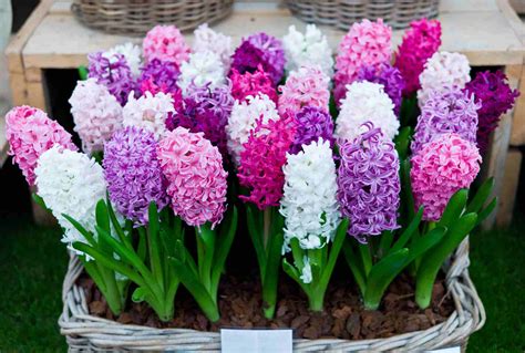 How to Grow and Care for Hyacinth