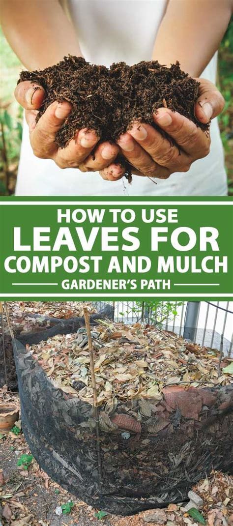 How to Use Leaves for Compost and Mulch | Gardener’s Path | Mulch, Leaf compost, Compost