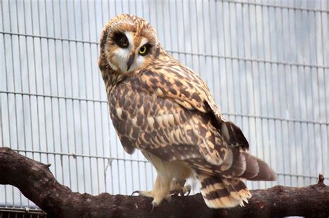 Hawaiian Short Eared-Owl (Pueo) - Honolulu Zoo Society